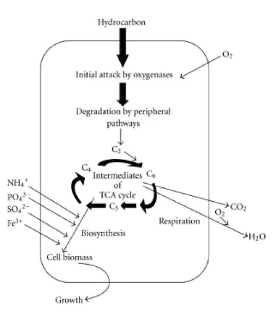 Diagram of calcium peroxide releasing dissolved oxygen to support aerobic biodegradation of petroleum hydrocarbons